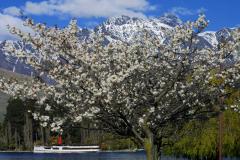 assets/Content/Queenstown/_resampled/SetWidth240-CRW8515.jpg